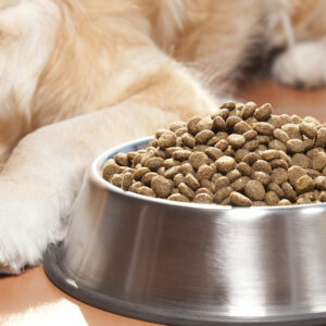 10 Dog Food Deals to Expect During Black Friday 2023