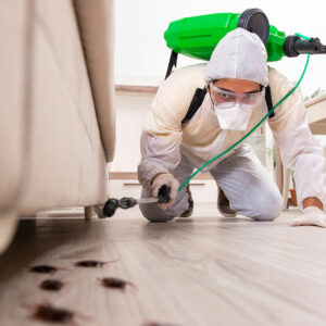 5 tips to find a reliable pest control service